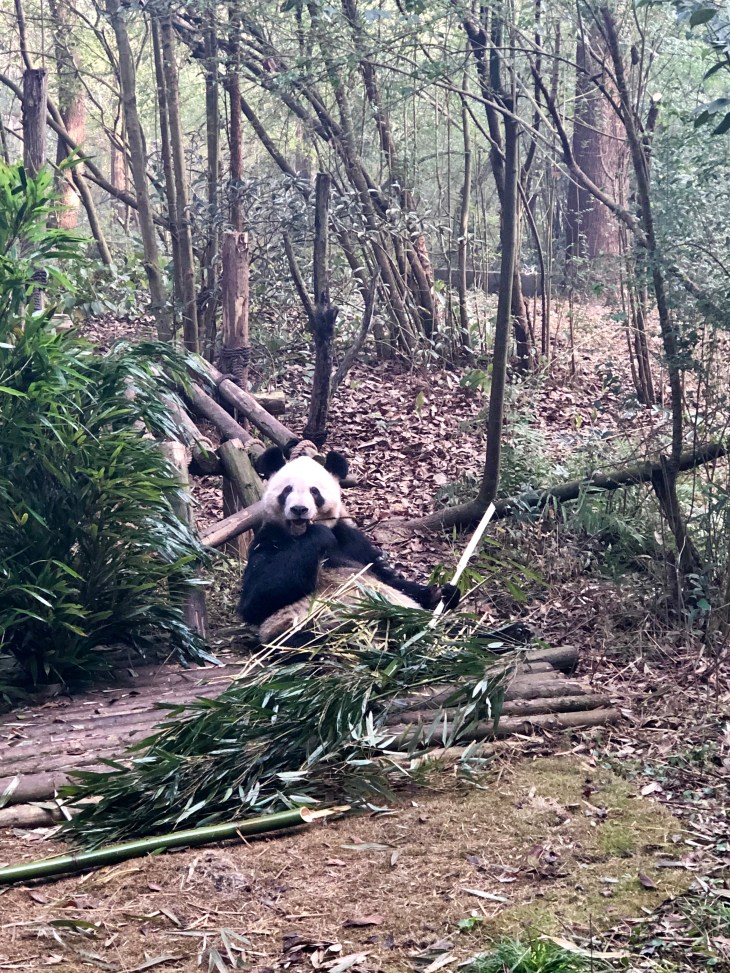 carnetsdeshanghai.com_caroline boudehen 16